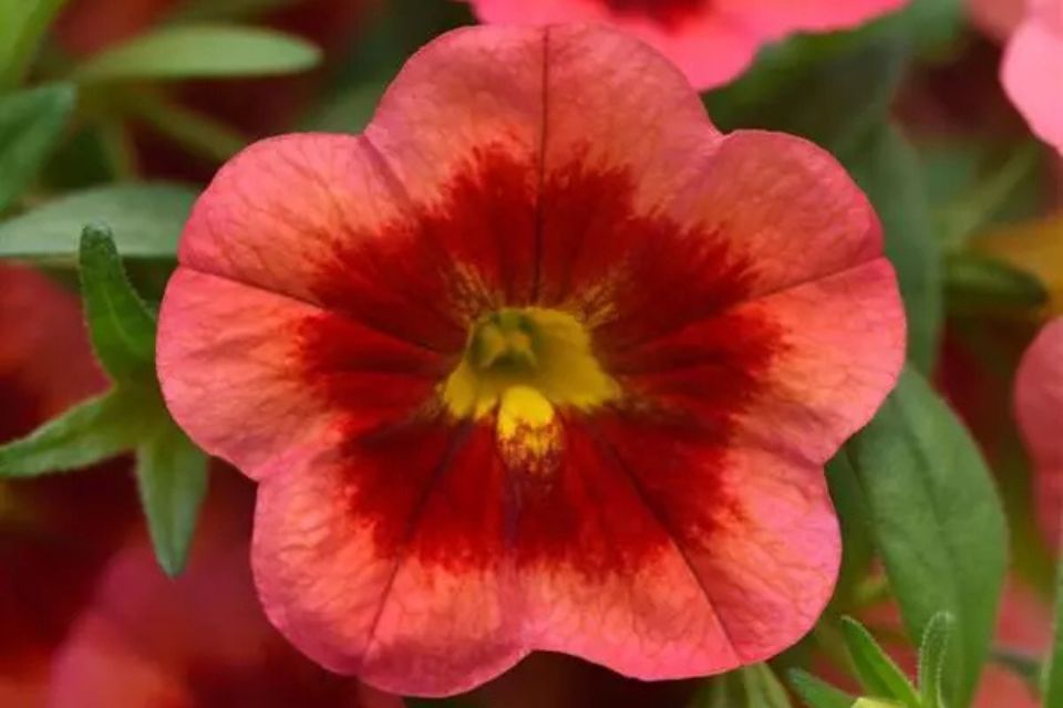Calibrachoa ‘MiniFamous Neo Coral Flash’.