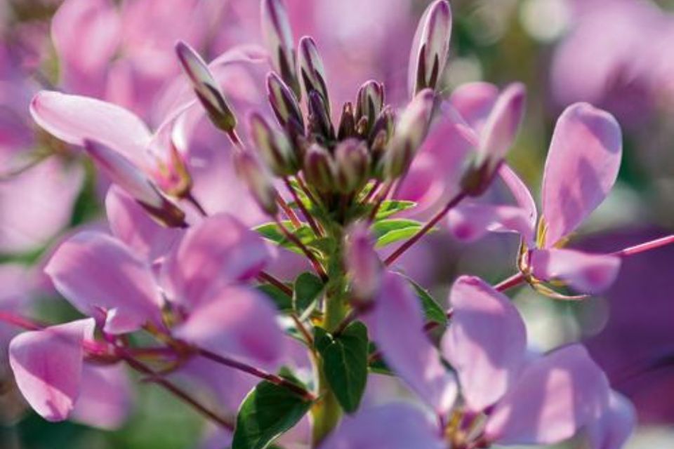 Cleome ‘Señorita Rosalita’.