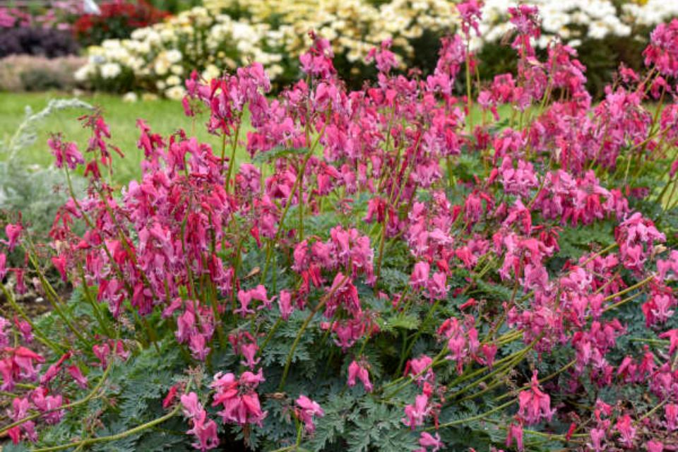 Dicentra ‘Passion Hearts’.