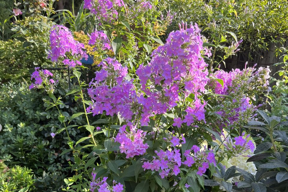 Garden Phlox — Phlox paniculata 'Ka-Pow Pink' (Darwin Perennials).