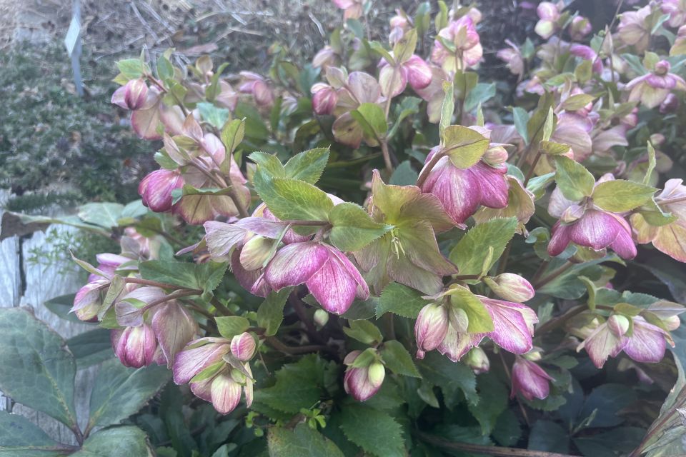 Helleborus — Helleborus x glandorfensis 'Ice and N’ Roses Dark Picotee' (Heuger Inc).