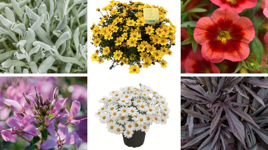 (Clockwise from top left) Didelta ‘Silver River’, Bidens ‘Bee Super Star’, Calibrachoa ‘MiniFamous Neo Coral Flash’, Ipomea ‘Sweet Caroline Medusa Black’, Argyranthemum ‘SunDurance Sweet Ice’, and Cleome ‘Señorita Rosalita’.