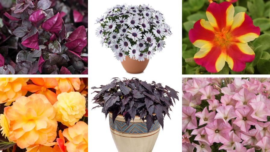 (Clockwise from top left) Alternanthera ‘Choco Chili’, Osteospermum 'Besties Trusty Amethyst’, Portulaca 'RíoGrande Raspberry Lemonade Purslane’, Petunia 'Surfina Heavenly Cashmere Pink’, Ipomea 'Sweet Georgia Pulse Black’, Begonia x hybrida 'iCandy Sunset’.