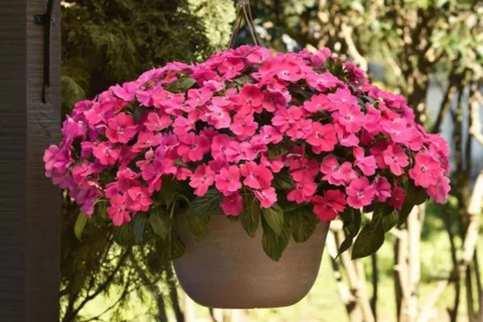 Impatiens 'Solarscape XL Pink Jewel'.