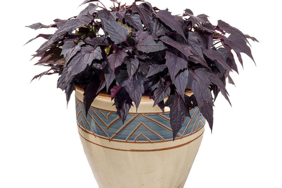 Ipomoea 'Sweet Georgia Pulse Black’.