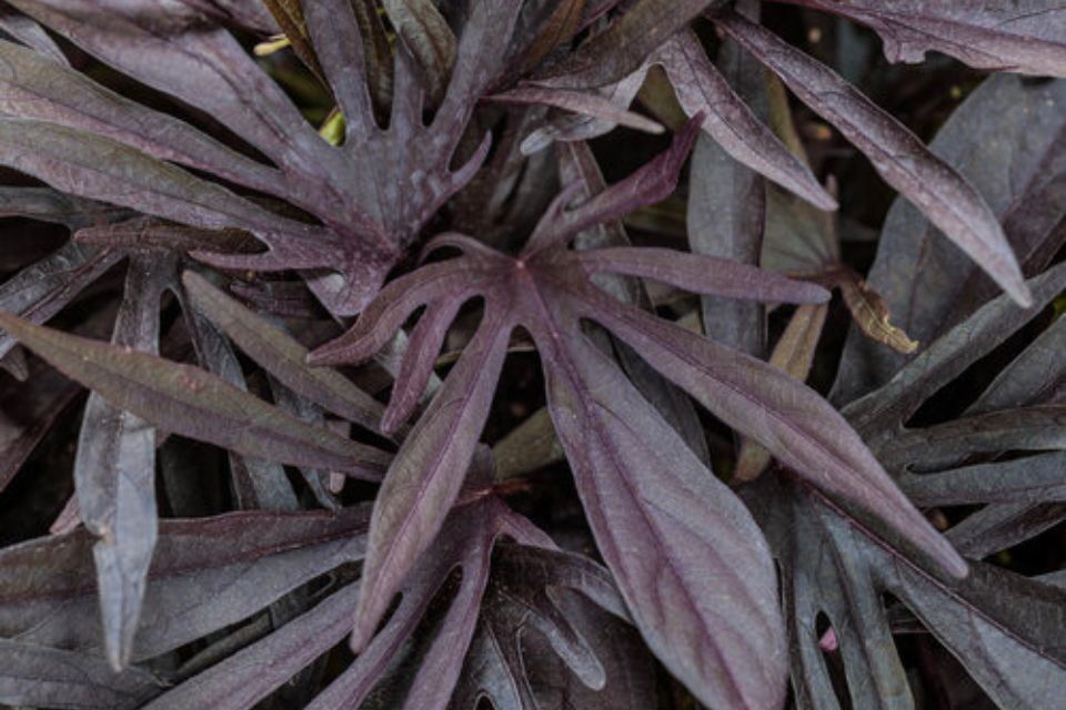 Ipomea ‘Sweet Caroline Medusa Black’.