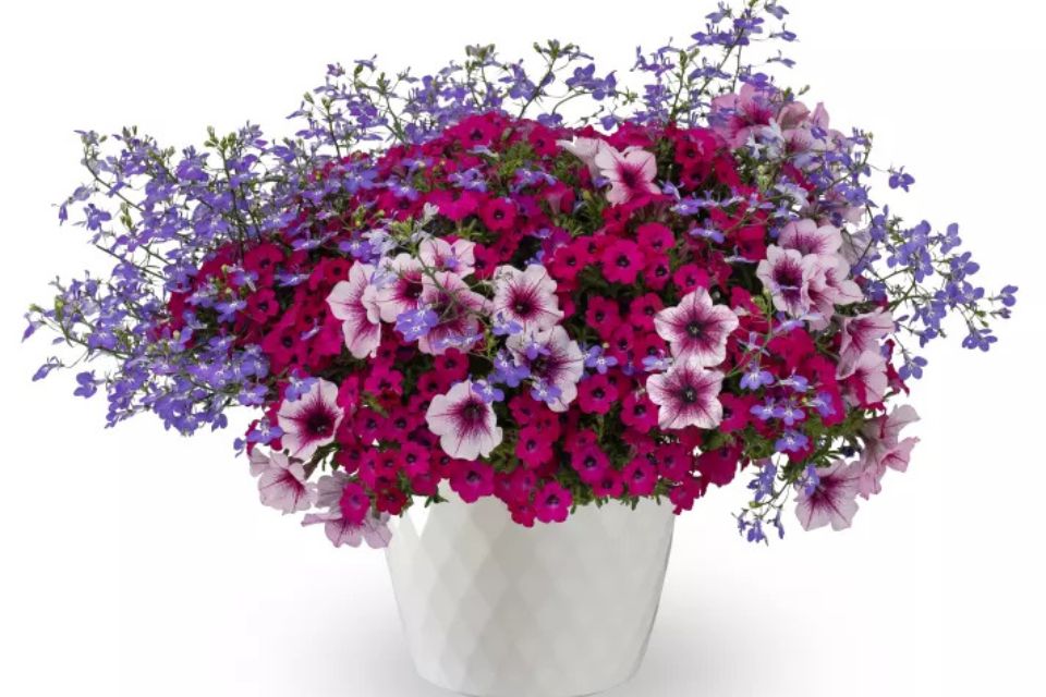 Violet Riot combo from the Kwik Kombo program.