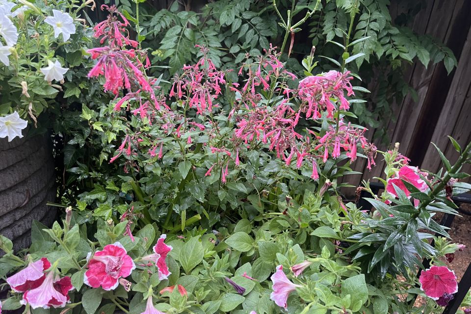 Mexican Giant Hyssop — Agastache mexicana 'Summerlong Coral' (Darwin Perennials).
