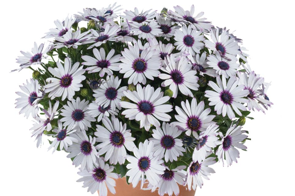 Osteospermum 'Besties Trusty Amethyst’.