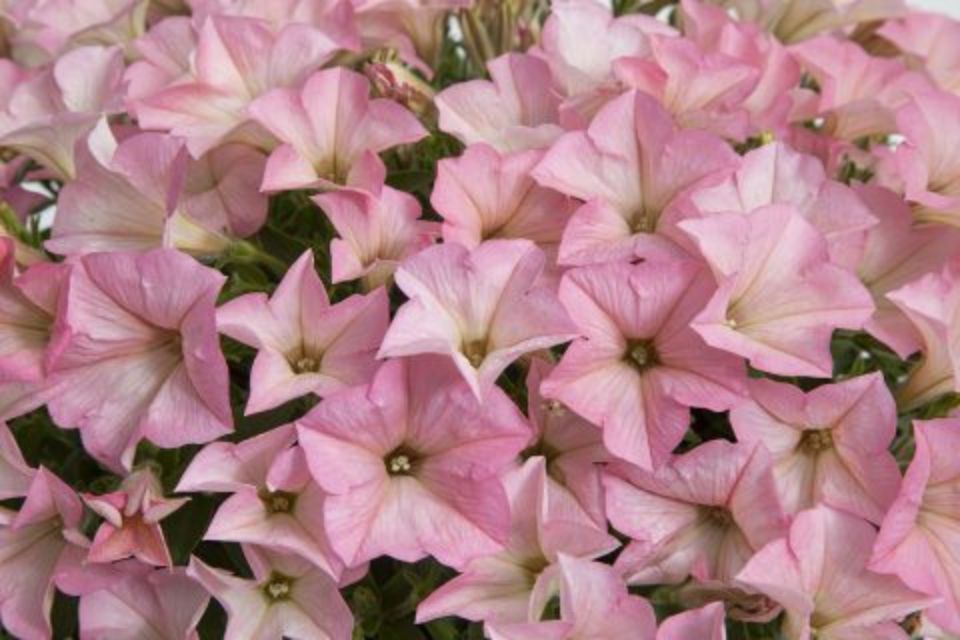 Petunia 'Surfina Heavenly Cashmere Pink’.