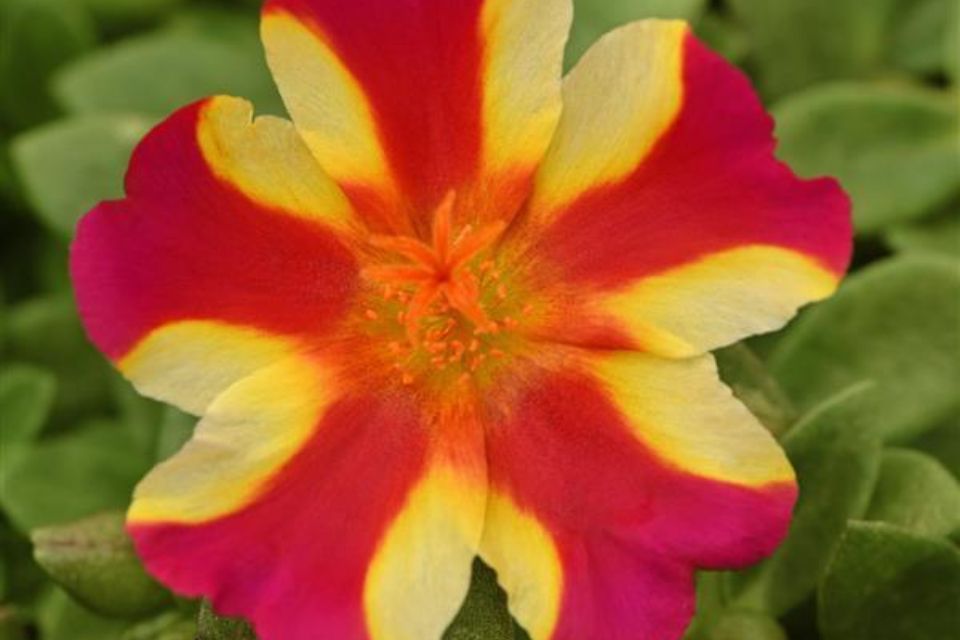 Portulaca 'RíoGrande Raspberry Lemonade Purslane’.