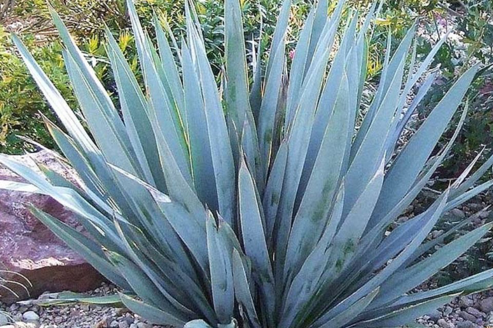 Yucca pallida 'Blue Powder'