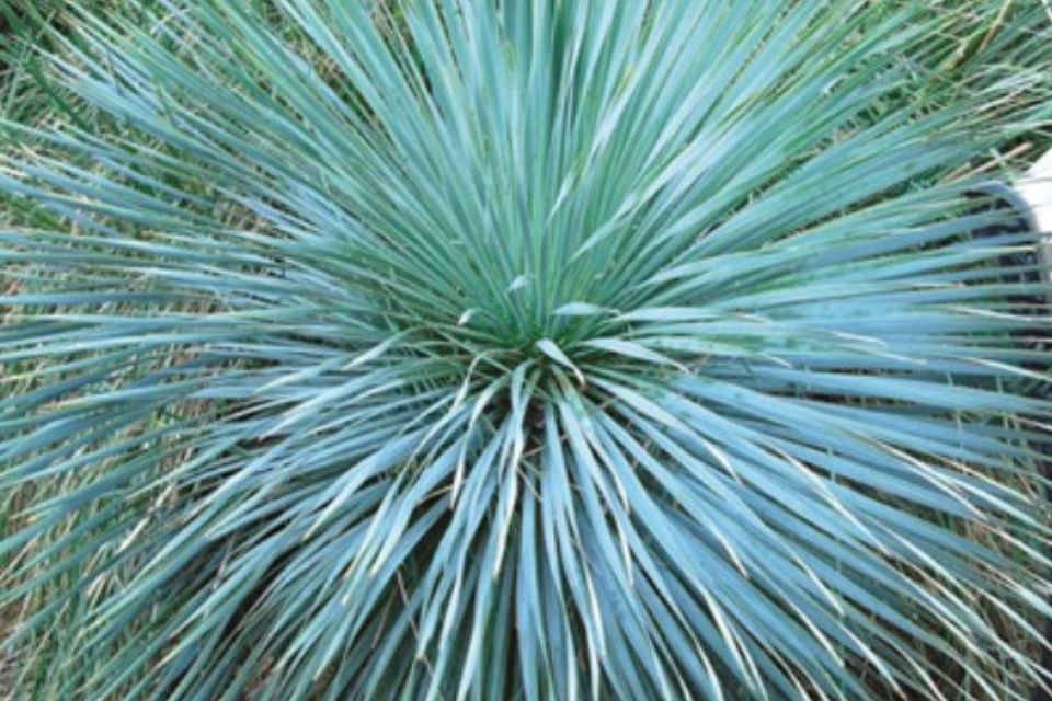 Yucca rostrata 'Sapphire Skies'