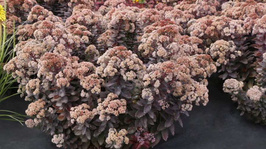 Sedum 'Mocha Magic' from the collection of sedums at Terra Nova Nurseries.