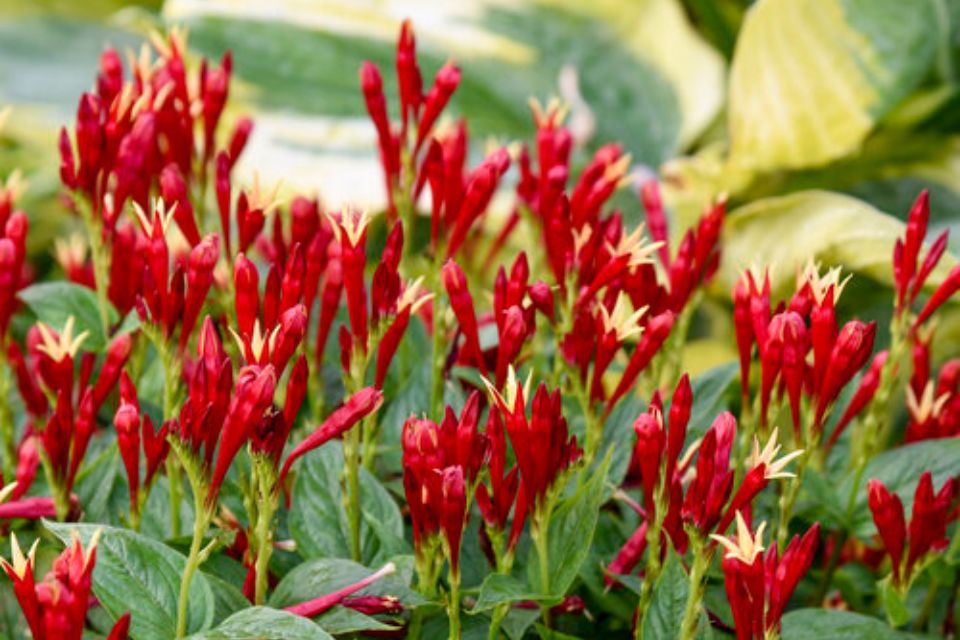 Spigelia ‘Apple Slices’.