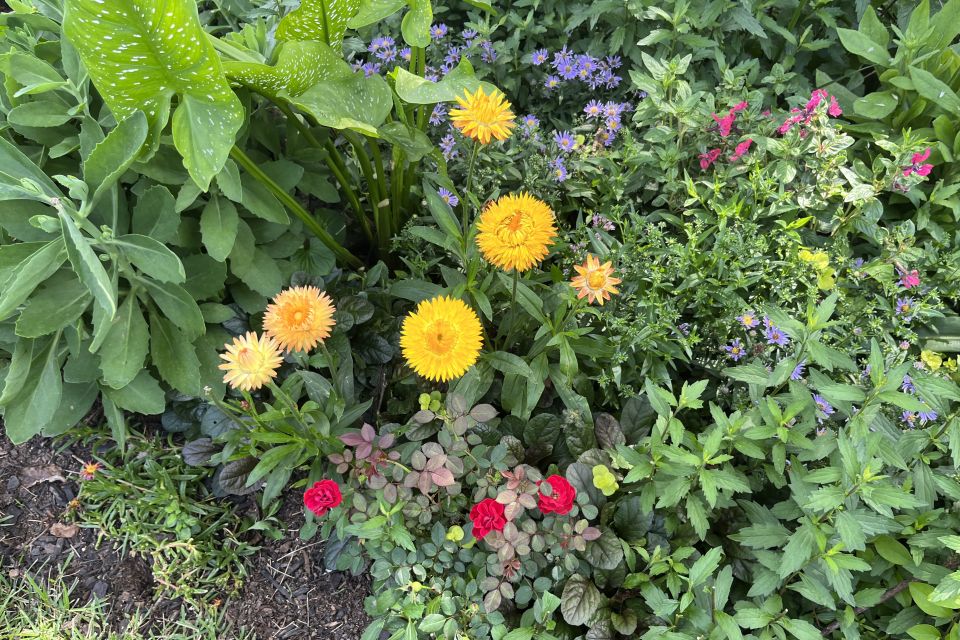Strawflower — Xerochrysum bracteanthum 'Granvia Gold' (Suntory Flowers).