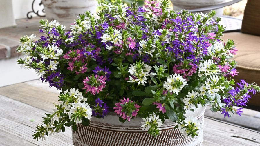 Scaevola 'Surdiva Disco Diva' combo.