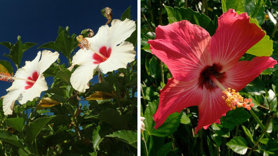 Hibiscus flowers in Florida at risk two-spotted cotton leafhopper.