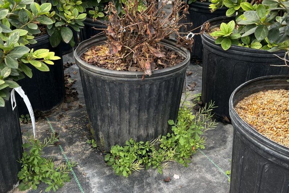 Weed barrier fabric can reduce weed seed germination to certain extent.