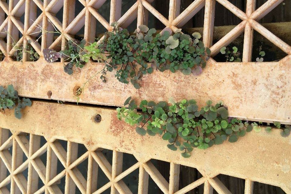 Weeds growing on the greenhouse benches inside greenhouse conditions.