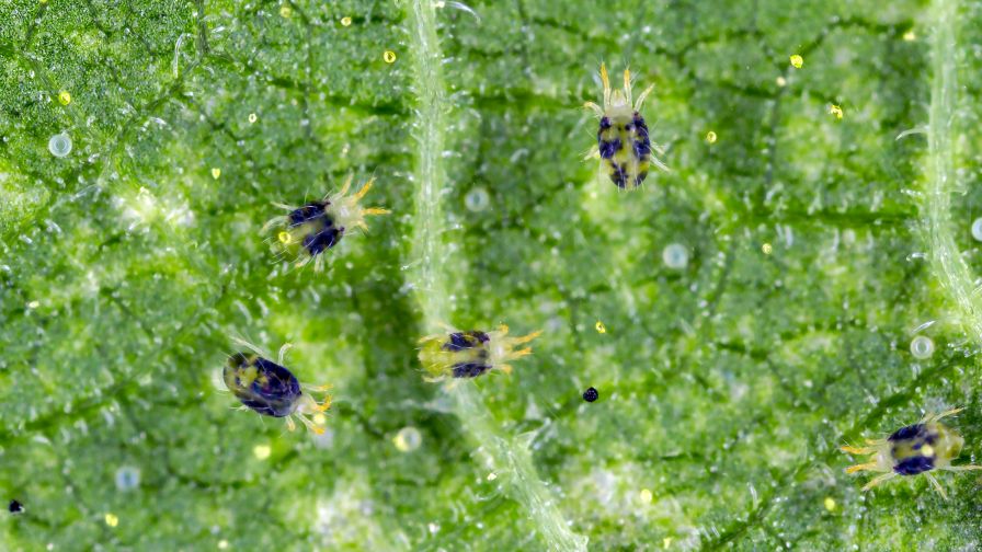 Tetranychus urticae Tetranychidae (red spider mite or two-spotted spider mite) is a species of plant-feeding mite a pest of many plants.