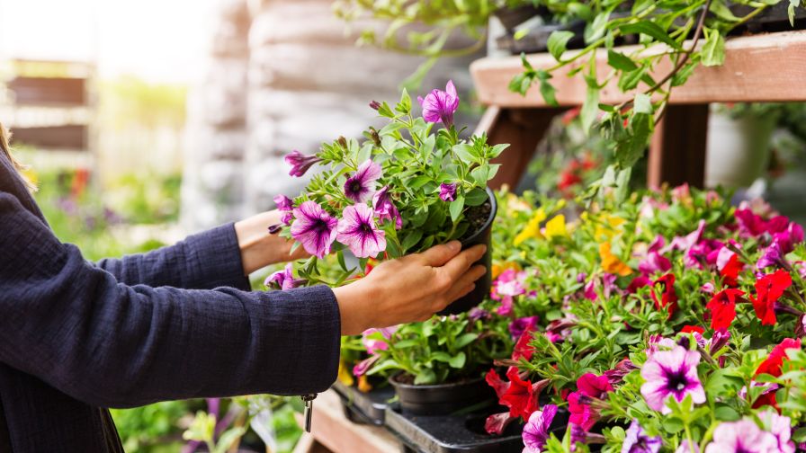 A woman shopper choosing petunia flowers at a garden plant nursery store.