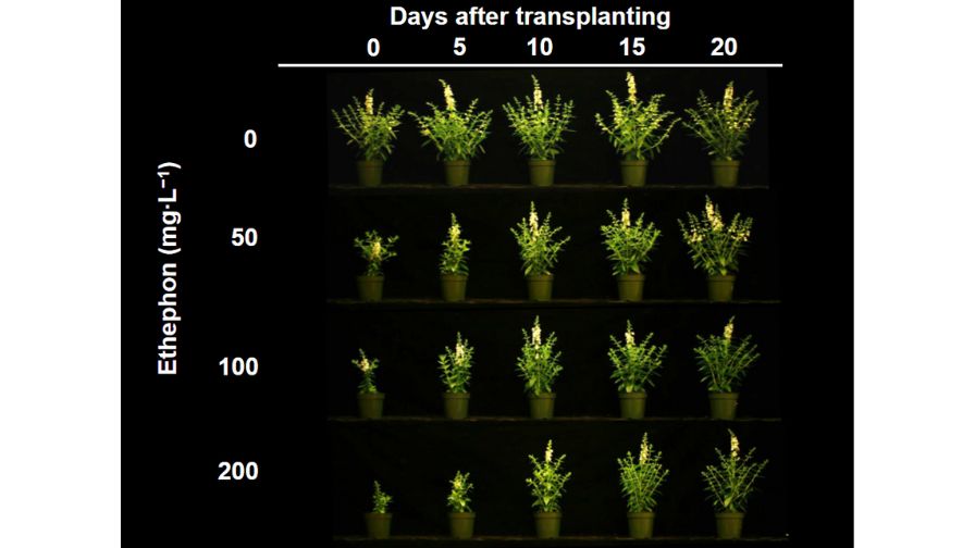 Angelonia (Angelonia angustifolia) grown in 4-inch containers and treated with 2-ounce drenches of 0 to 200 ppm ethephon 0 to 20 days after transplanting seedlings into containers.