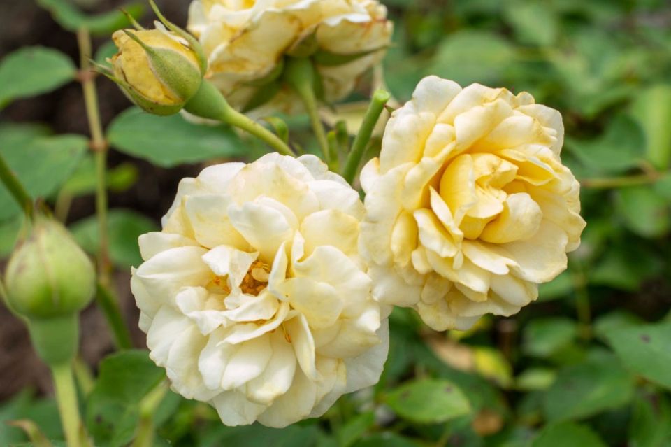 Buttercream Drift AGRS