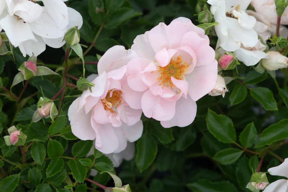 Butterfly Bliss AGRS