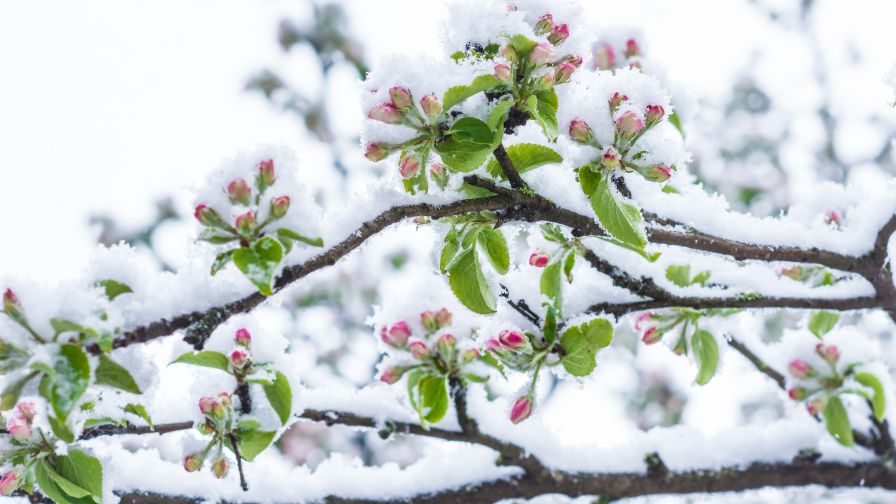 Cold hardy cold-hardiness apple tree with unfolded blossoms covered with snow.