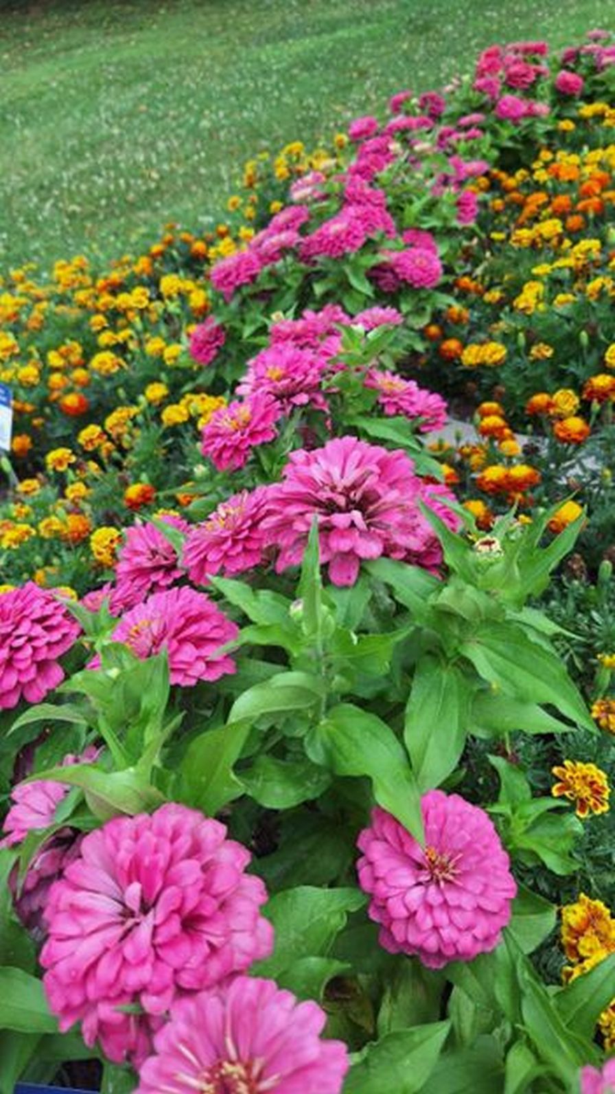 Community Arboretum at Virginia Western Community College.