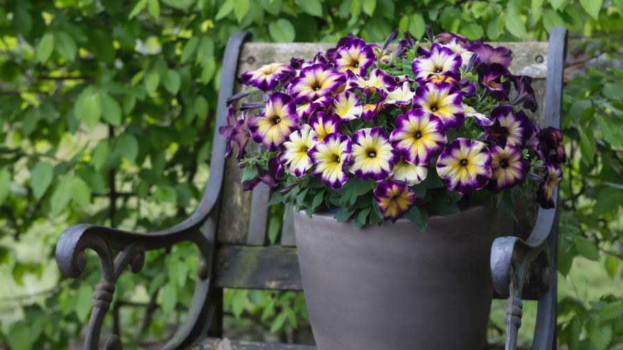Petunia 'Crazytunia Moonstruck'.