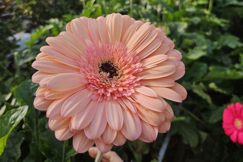 A gerbera daisy.