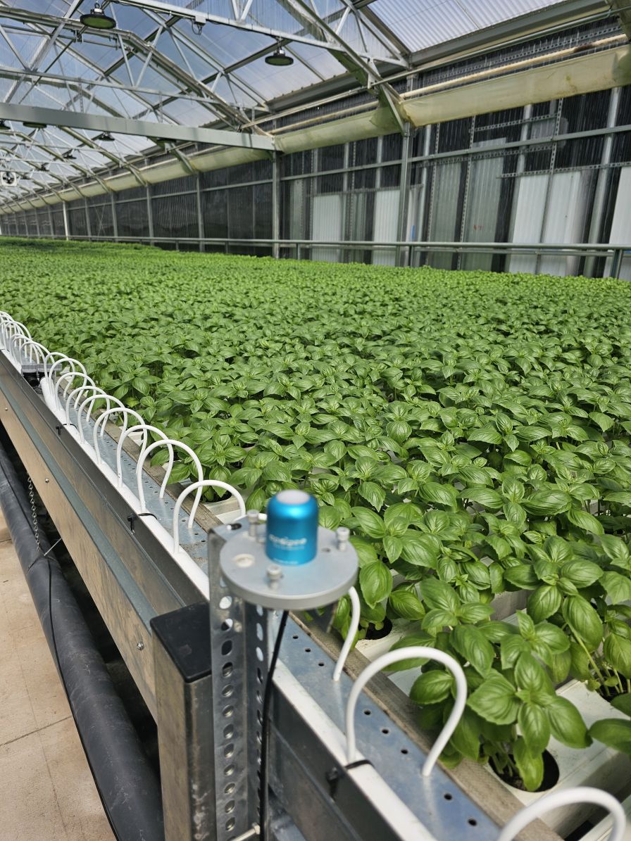 Greenhouse Grower A cut manual work by automating LED lighting with LASSI, gaining more precise and efficient control.