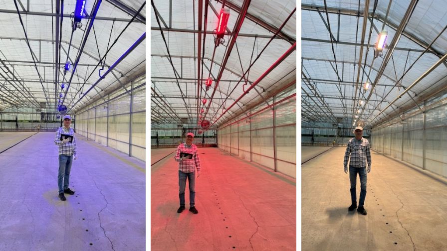 Dynamic lighting allows growers like Pleasant View Gardens to adjust blue and red light based on the crop’s needs.