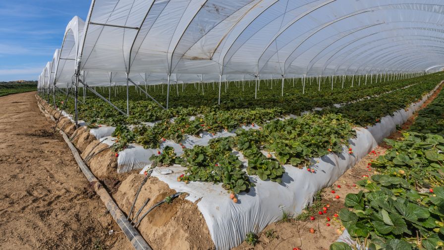 Outdoor production of strawberries in a California nursery.