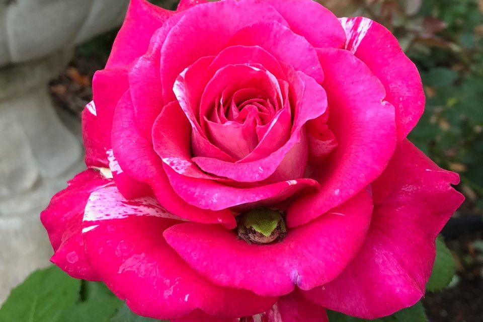 There’s one plant that Brad Meyer is particularly passionate about: roses. He’s president of the Minnesota Rose Society and is involved in several regional rose organizations. “We don’t grow a lot of them at Bachman’s, but you can often find me working with the roses in my yard,” Meyer says.