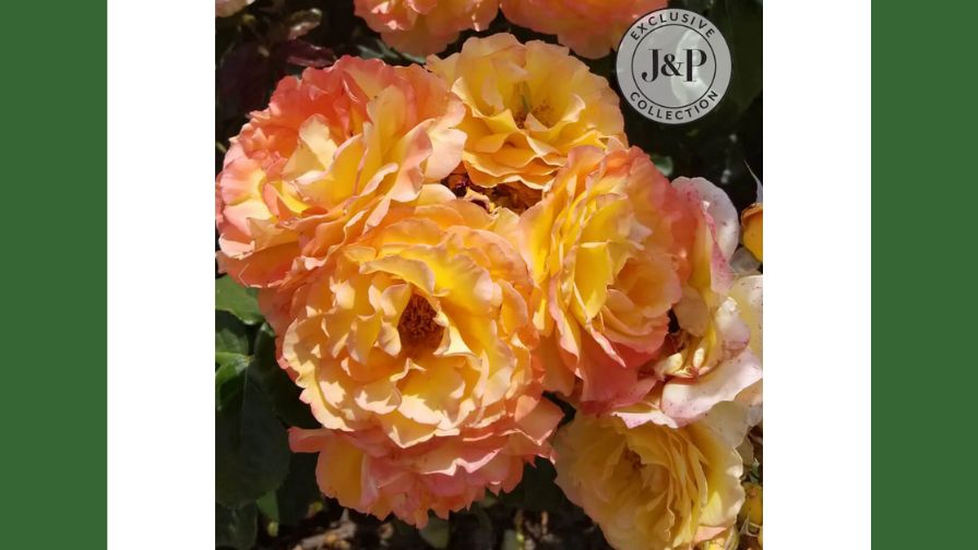 Ruffled Romance from the 2026 Library of Roses.