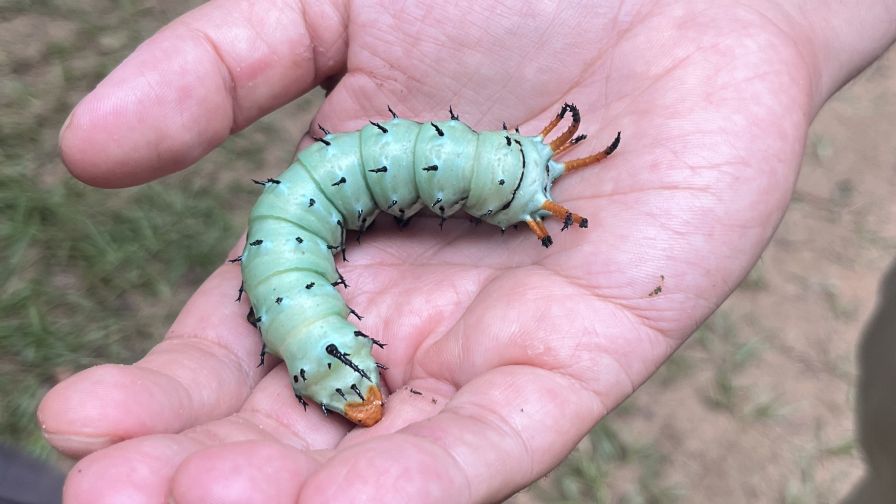 Regal Moth (Citheronia regalis) larvae, also known as Hickory Horned Devil.