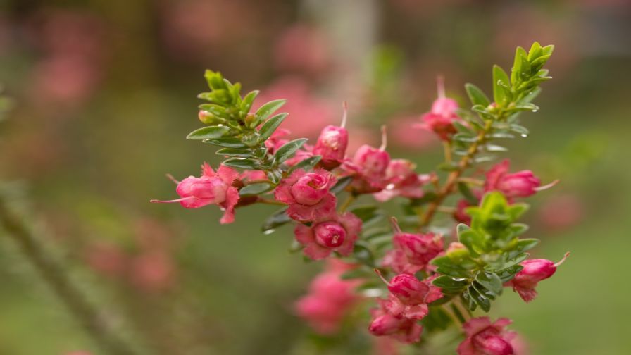 Rey (Chamelaucium × verticordia) of Nir Nursery.