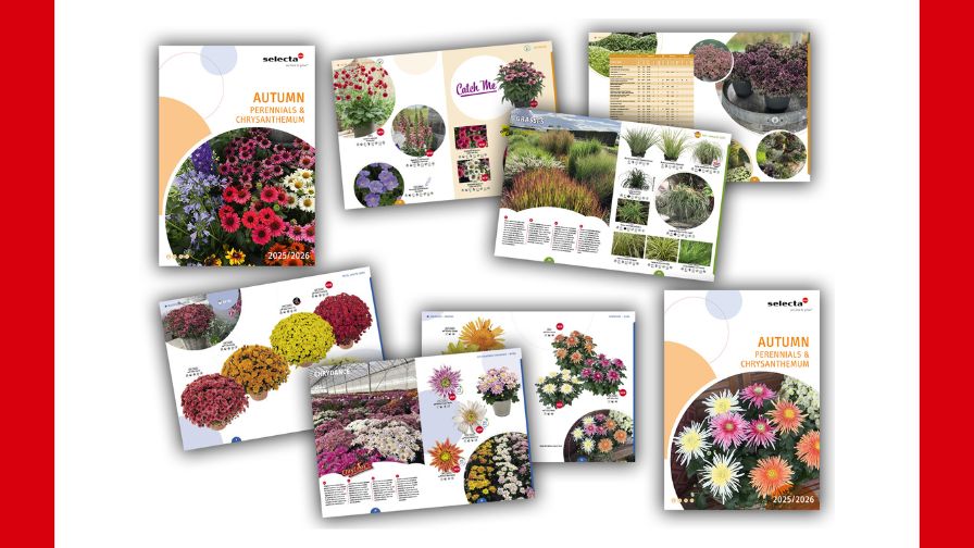 2025/2026 Autumn Perennials and Chrysanthemum catalog release.