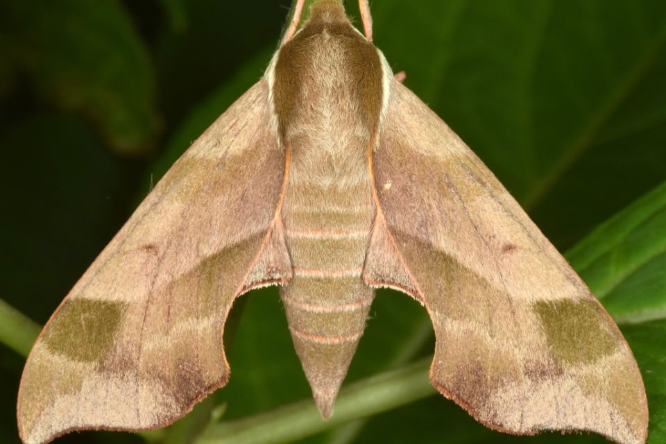 Virginia Creeper Sphinx  (Darapsa Myron).