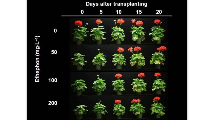Zonal geranium (Pelargonium x hortorum) grown in 4-inch containers and treated with 2-ounce drenches of 0 to 200 ppm ethephon, applied 0 to 20 days after transplanting seedlings into containers.
