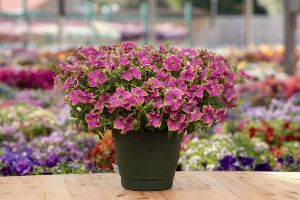 AMAZONAS™ Pink Macaw.