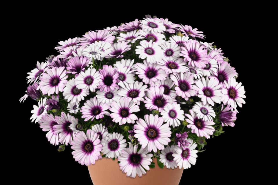 BESTIES™ Playful Bicolor Purple.