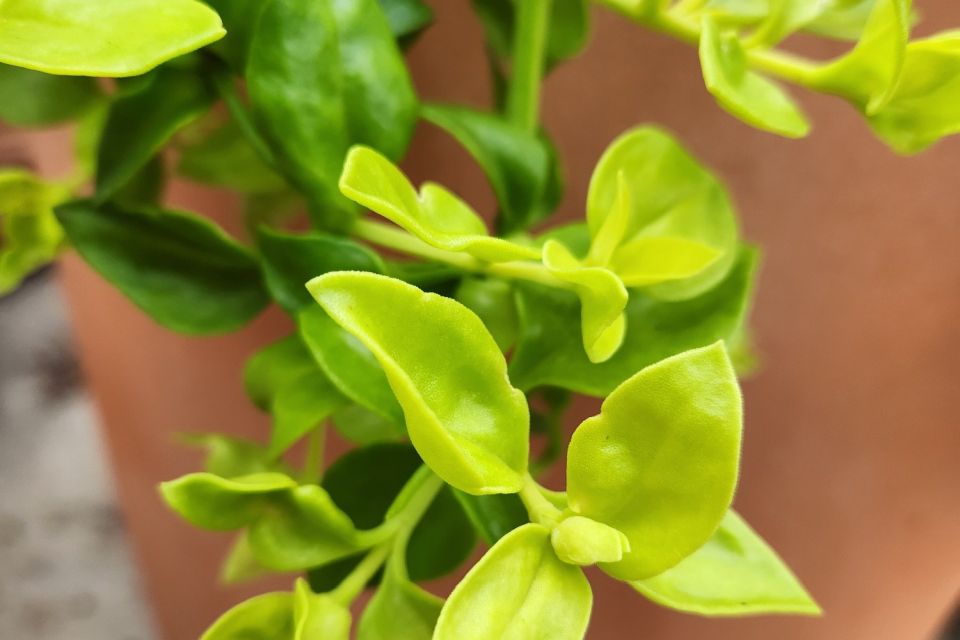 Baby sunrose Aptenia cordifolia ‘Golden Cascade’ (Kientzler)