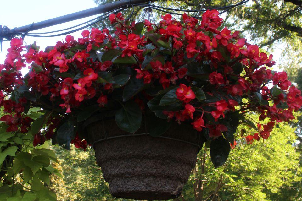 Begonia Begonia hybrid Surefire Cascade Red (Proven Winners)