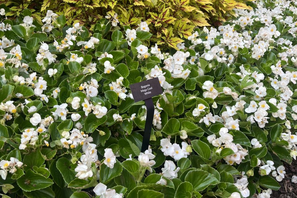 Begonia Begonia semperflorens Mega Cool White (Benary)