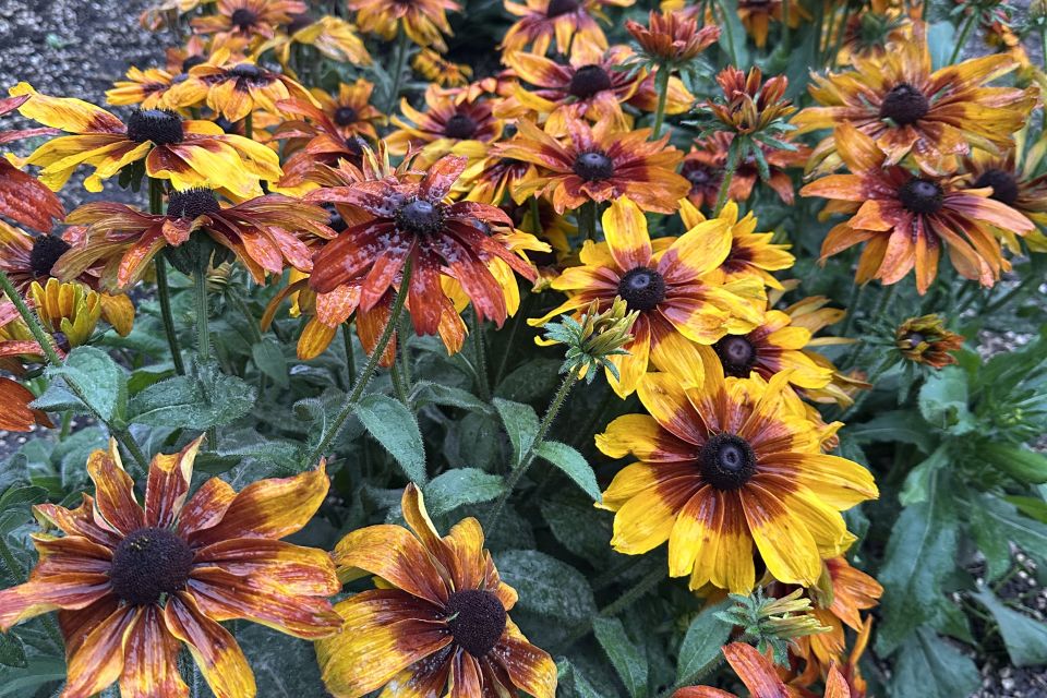Black-eyed Susan Rudbeckia hirta 'Autumn Colors' (Benary) 1