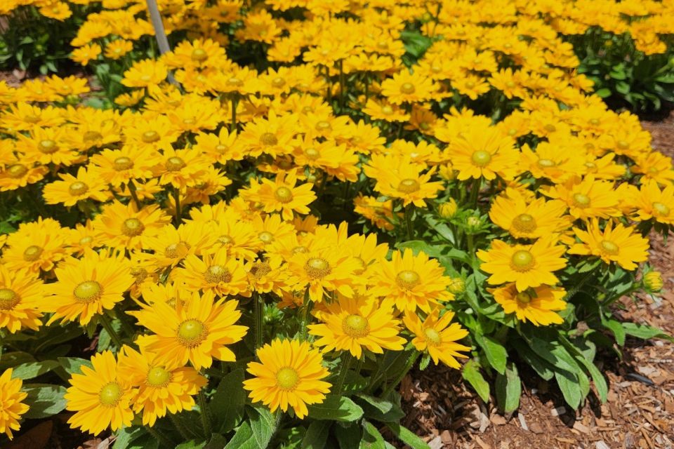 Black-eyed Susan Rudbeckia hirta Sunbeckia ‘Emma’ (Bull Plant Genetics)